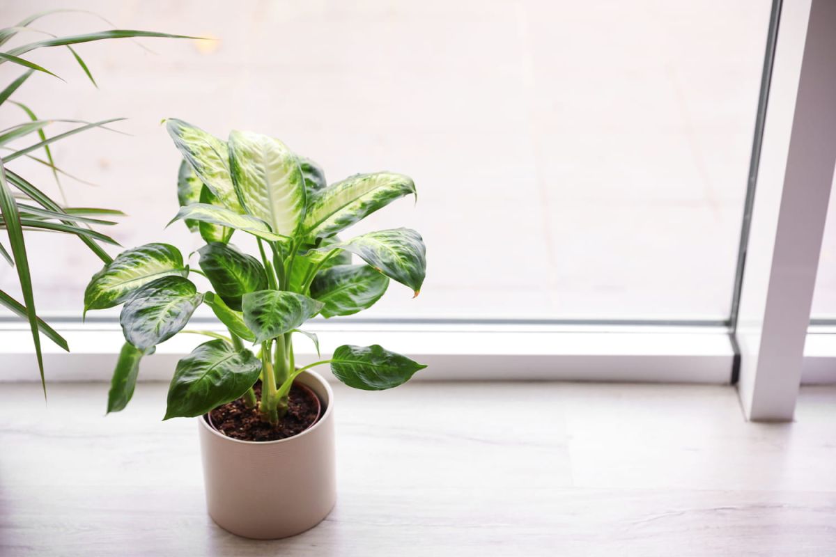 Dieffenbachia : un guide complet pour un entretien réussi