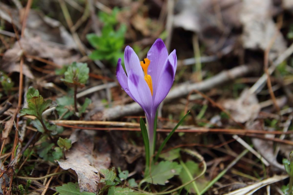 Fleurs violettes