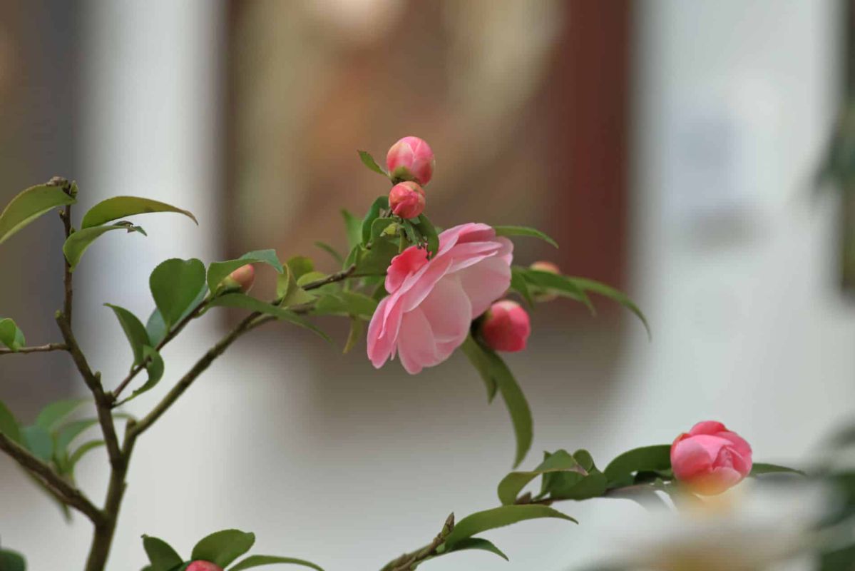 les erreurs à éviter pour faire fleurir votre camélia