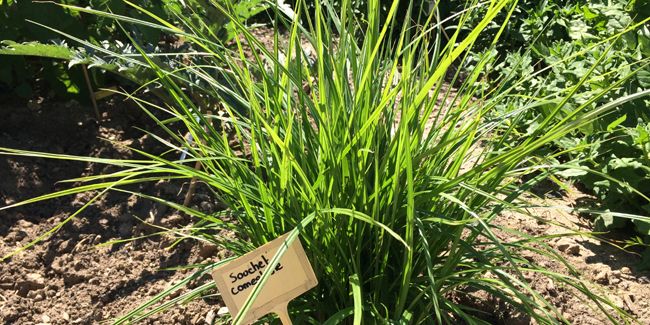 Le souchet comestible : un trésor caché de la nature