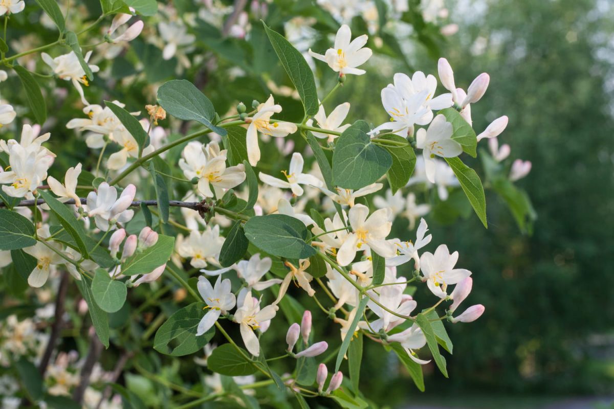 Comment créer un jardin parfumé toute l'année ?