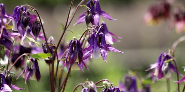 ancolie : la vivace aux couleurs éclatantes qui embellit votre jardin