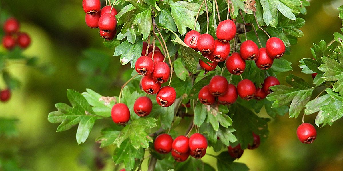 Aubépine ou épine blanche (Crataegus laevigata)