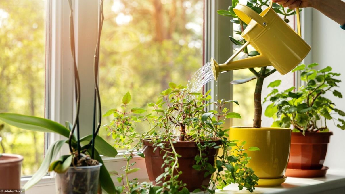 Jardinage : quand rempoter les plantes d'intérieur ?