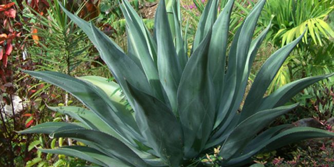À la découverte de l'agave : trésor du Mexique entre tradition et santé
