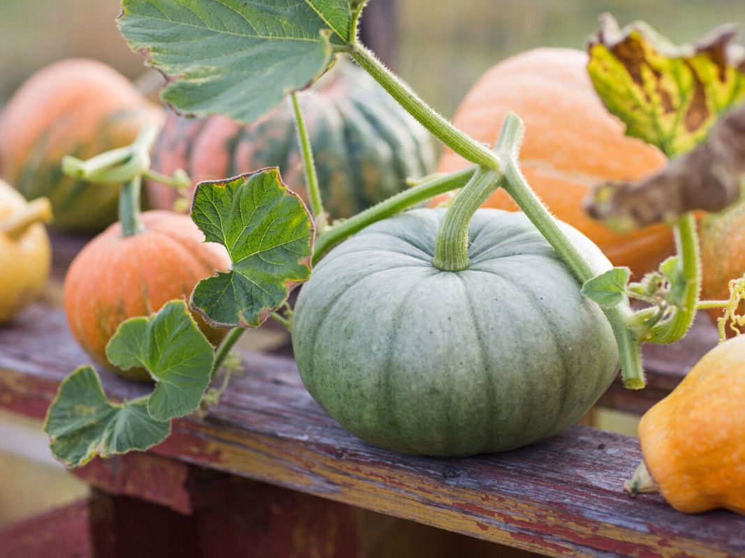 Pourquoi le potiron est l'incontournable de l'automne selon un gastro-entérologue
