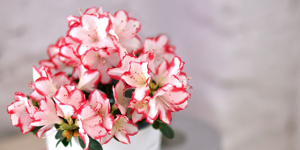 Des fleurs au cœur de l'hiver : 17 plantes d'intérieur à découvrir