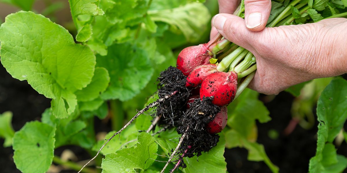 7 légumes d'une simplicité déconcertante pour les jardiniers novices