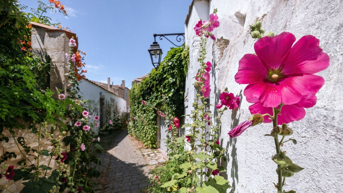 la rose trémière : une beauté qui fleurit sur les murs du jardin