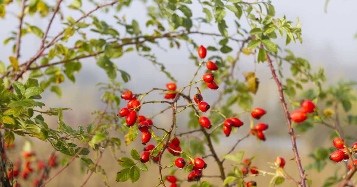 À la découverte du cynorrhodon, le trésor vitaminé de l'églantier