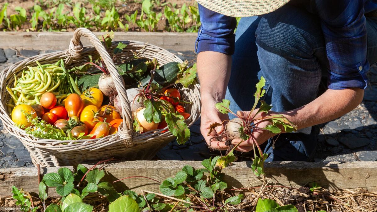 Cinq conseils pour créer le potager de vos rêves