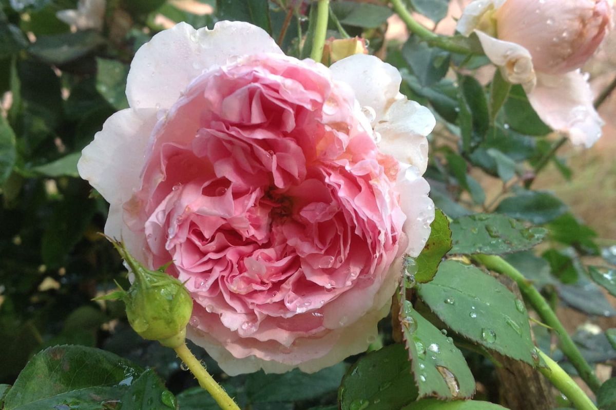 Les roses anglaises : un charme éternel dans votre jardin