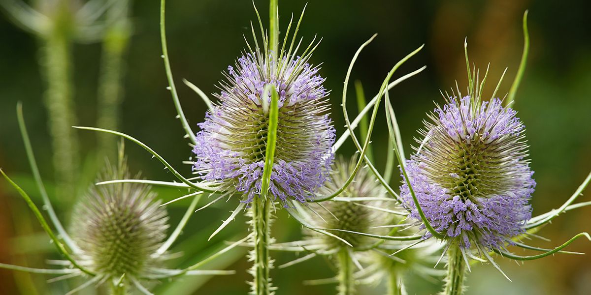 Cardère (Dipsacus), une plante à ne pas confondre avec le chardon
