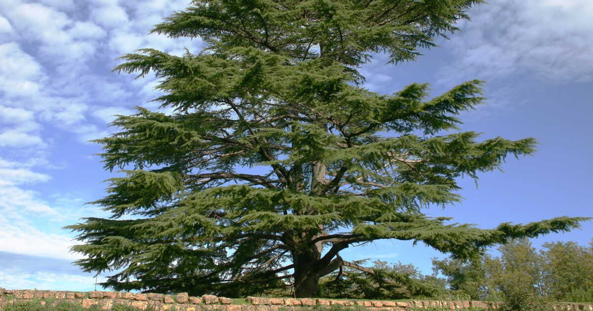 Les mystères du cèdre : un arbre aux vertus insoupçonnées