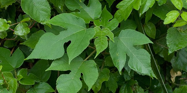 Mûrier à papier (Broussonetia papyrifera) ou mûrier de Chine