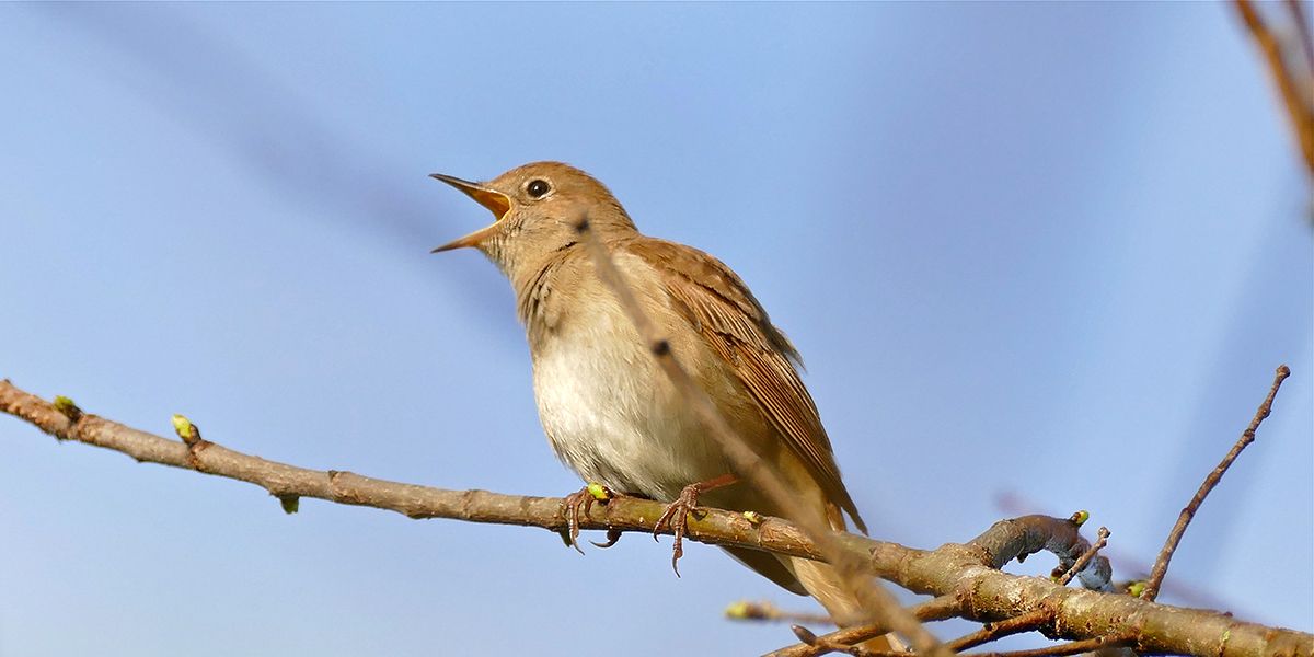 Les oiseaux chanteurs pour animer votre jardin