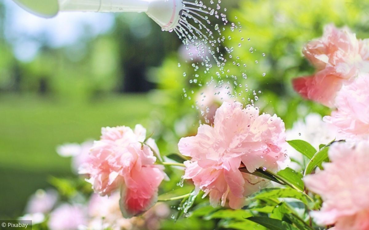 Économiser l'eau au jardin : des gestes simples pour vos plantations