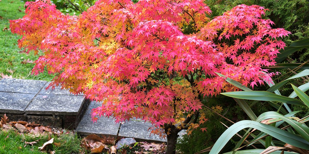 Des arbres parfaits pour un petit jardin : nos conseils