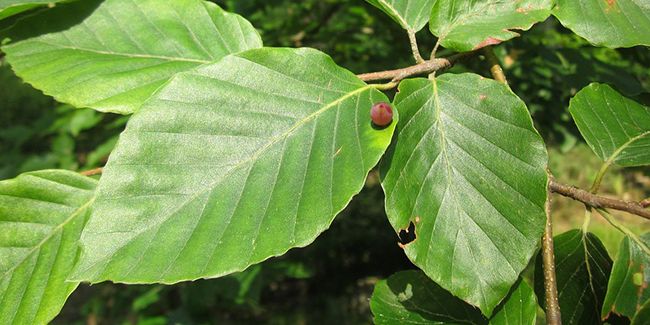 Hêtre commun (Fagus sylvatica), un arbre essentiel des forêts
