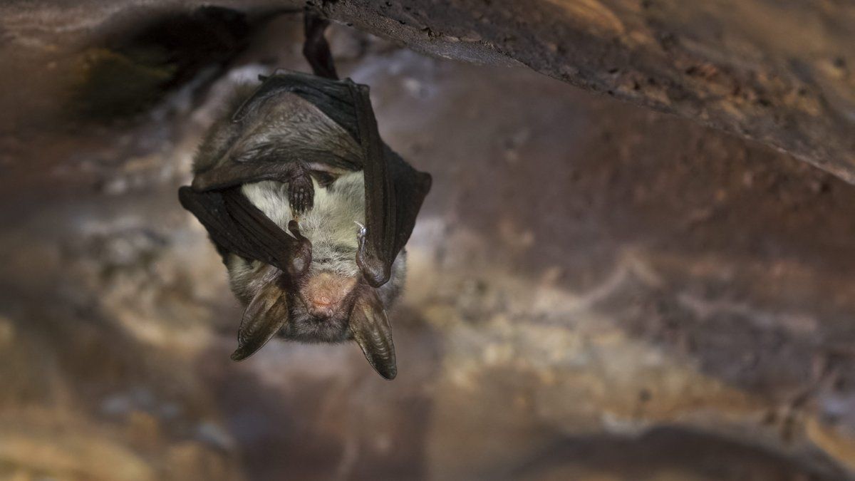 Une fillette de 6 ans mordue par une chauve-souris porteuse de la rage