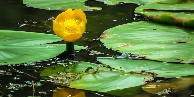 Nuphar jaune (Nuphar lutea), un joyau de nos eaux