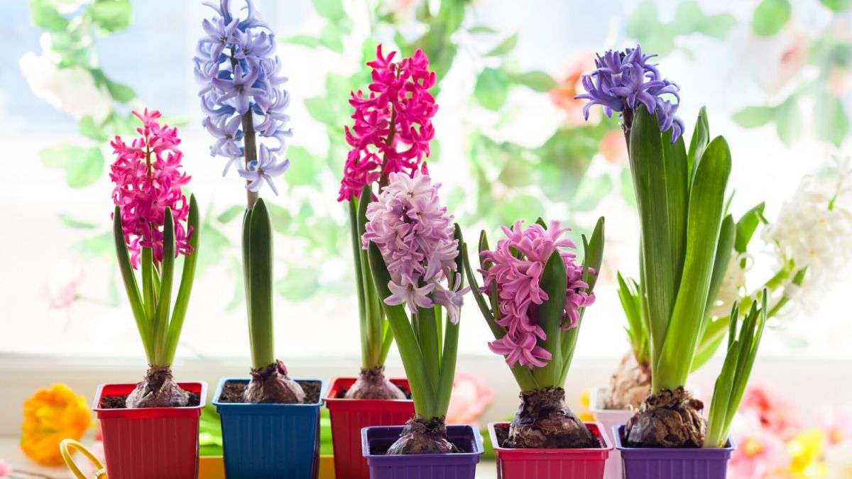 Prolongez la magie des plantes à bulbes, astuces et conseils
