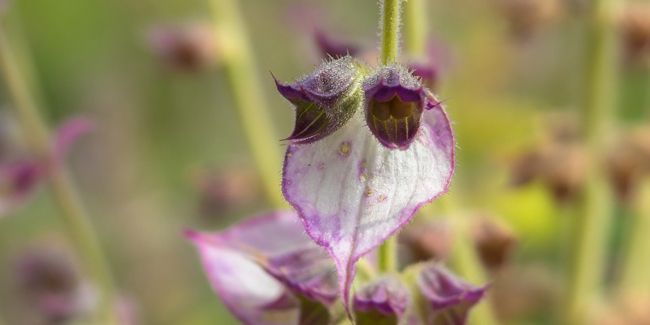 La sauge sclarée : une plante aux multiples vertus