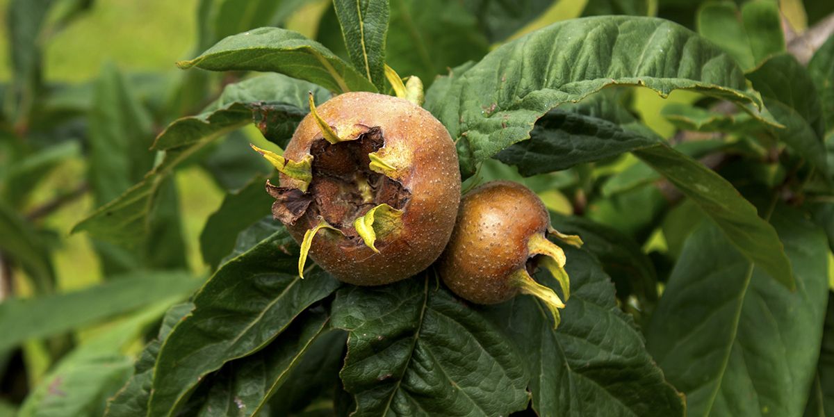 À la redécouverte du néflier commun, un trésor fruitier oublié