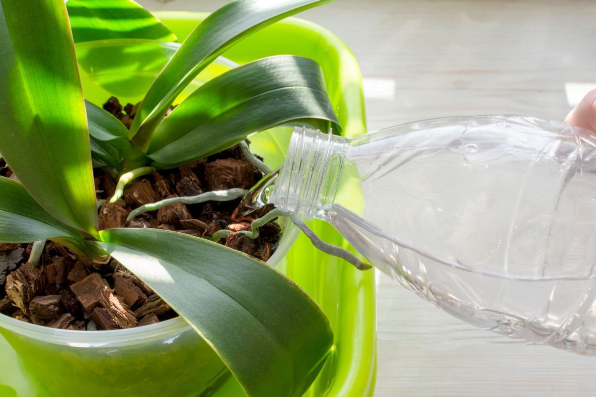 Comment savoir si votre plante a besoin d'eau : les signes à ne pas manquer