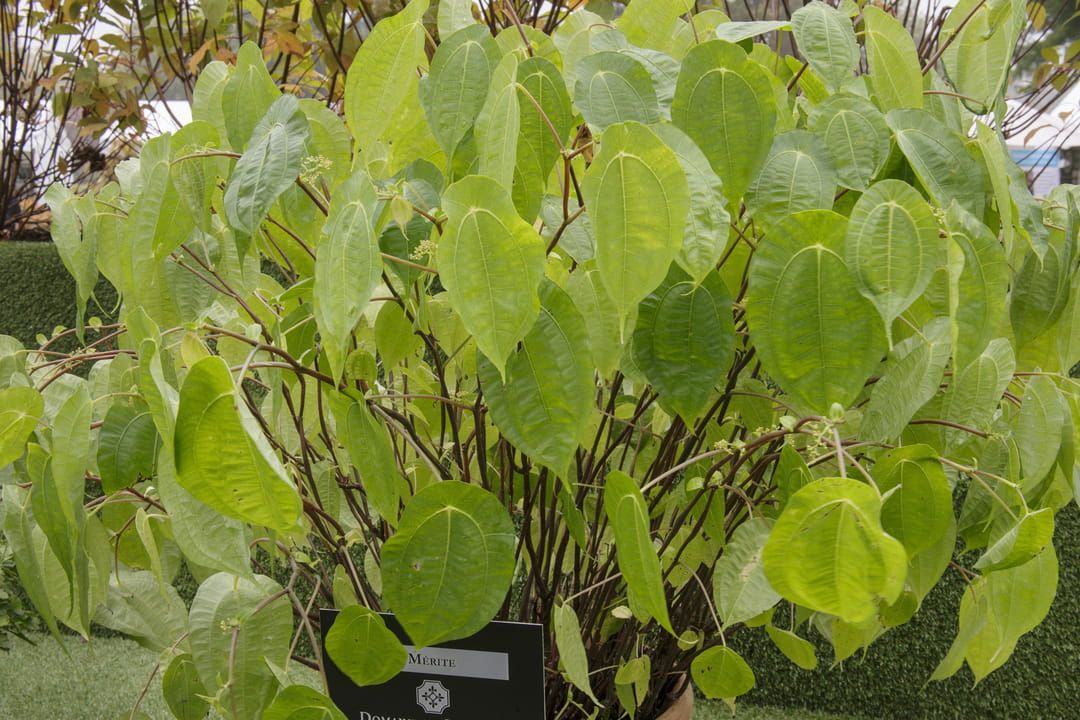 11 plantes rustiques et faciles à entretenir