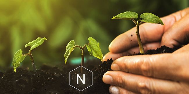 L'azote, l'élément clé pour la croissance des plantes
