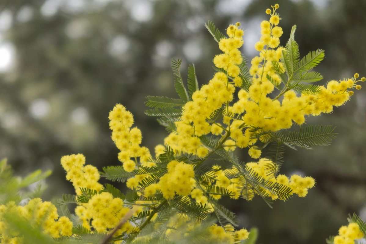 Des fleurs jaunes pour égayer votre jardin