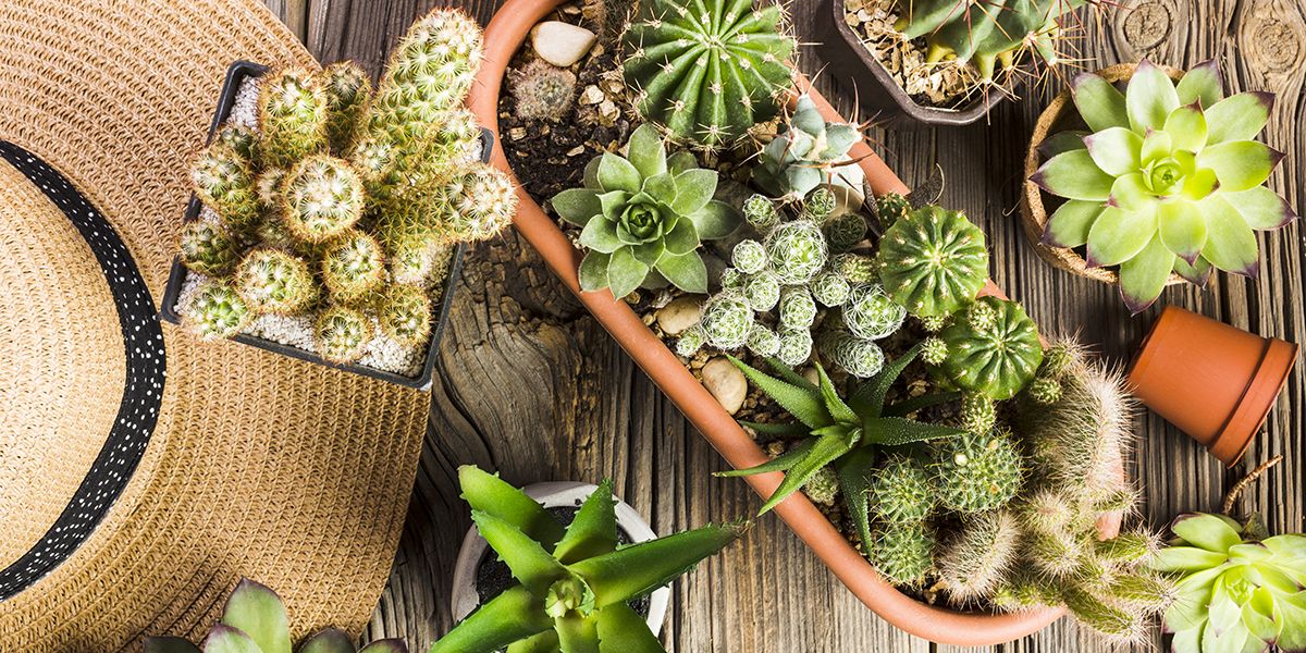 Plantes grasses, succulentes et cactées : décryptage des différences