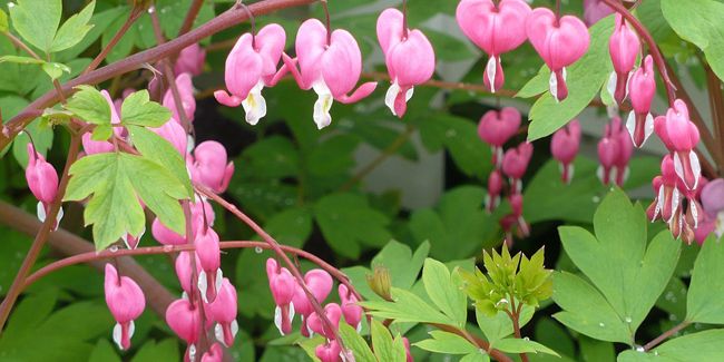 Le cœur de marie : un charme inégalé dans les jardins
