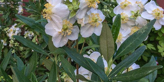 Arbre aux anémones (Carpenteria californica)