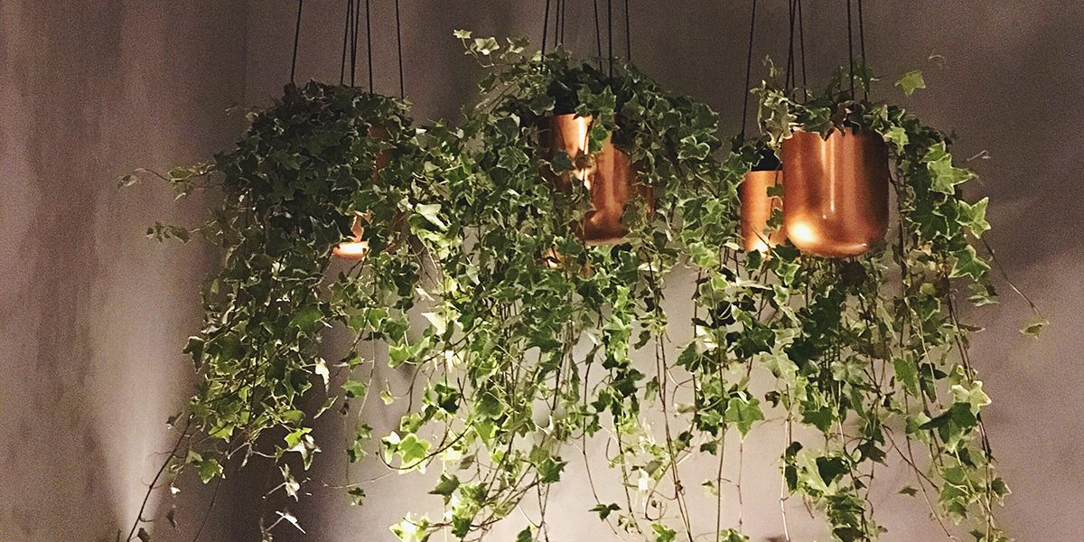 5 astuces pour cultiver du lierre en pot avec succès