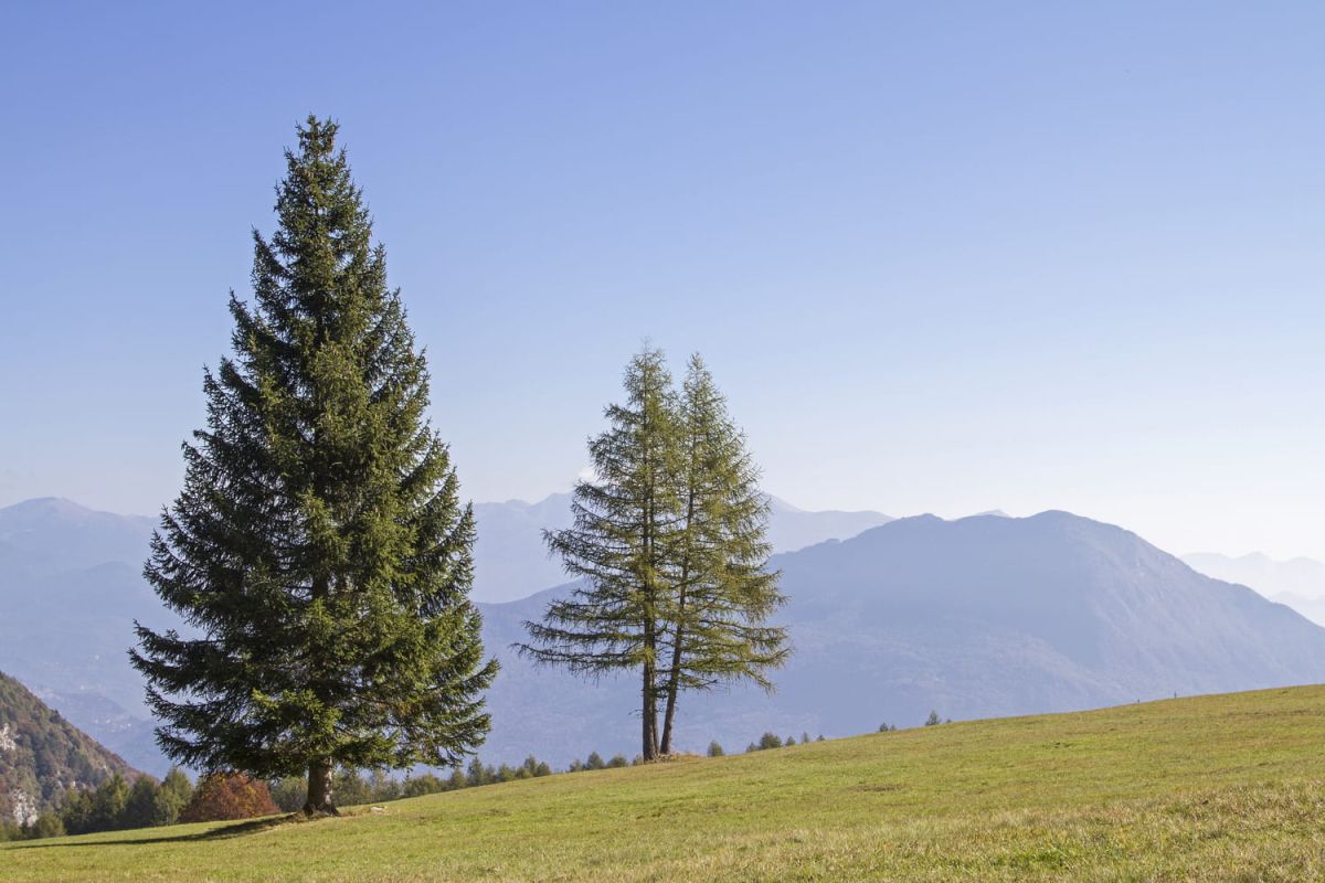 Cultiver un sapin : guide pratique pour vos jardins