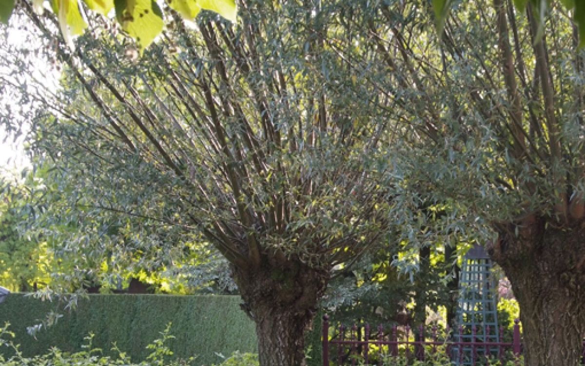 L'arbre têtard