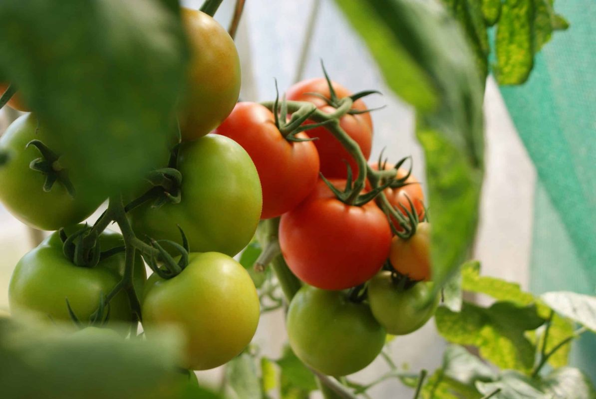 Des tomates vertes ? Des solutions simples pour activer leur maturation