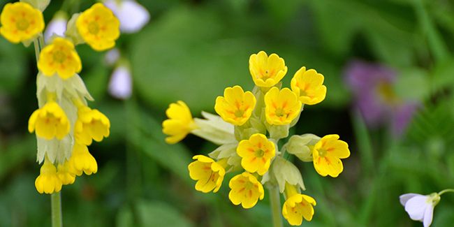 La primevère officinale : un trésor pour vos voies respiratoires