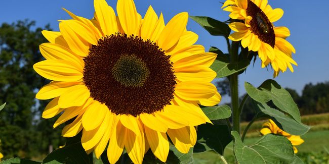 La beauté du tournesol : un soleil dans nos jardins