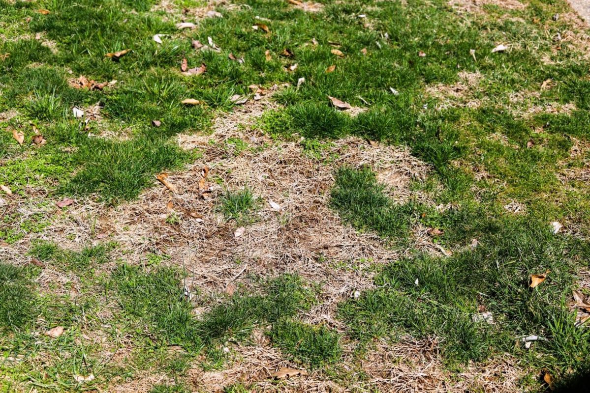 Votre gazon en détresse ? Identifiez les erreurs qui nuisent à votre pelouse