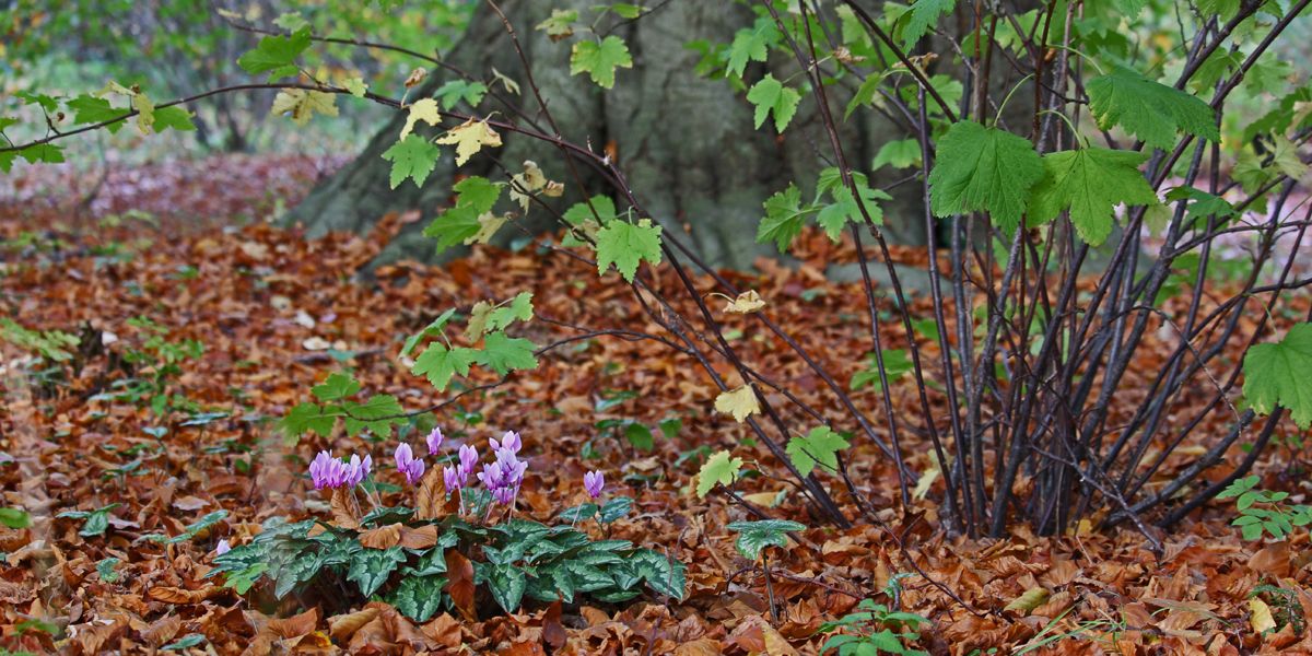 Cultiver sous les arbres : les plantes qui s'épanouissent dans l'ombre