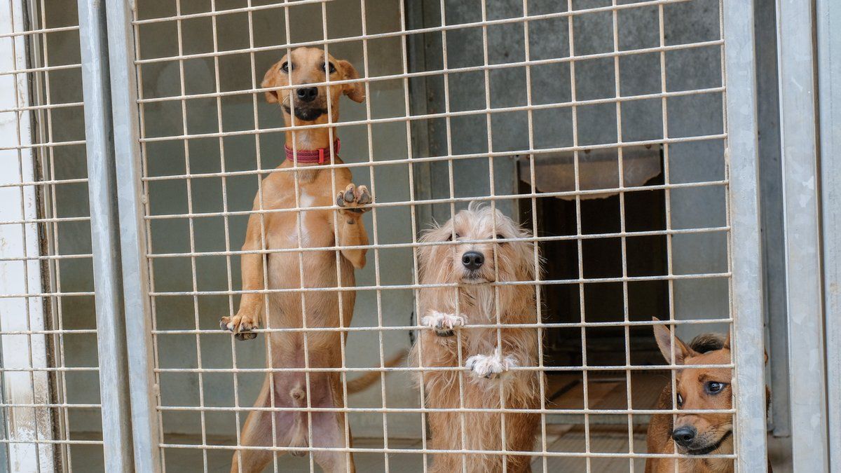 Abandon d'animaux : des témoignages émouvants et des chiffres alarmants