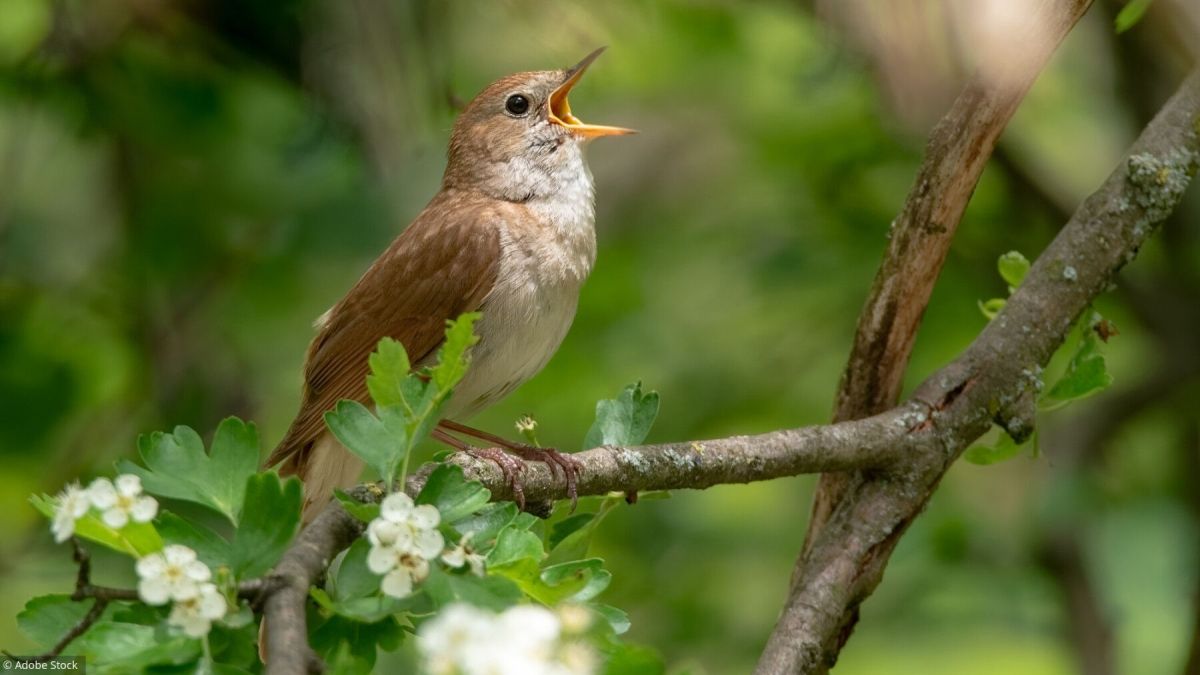découvrez les meilleures applications pour identifier les oiseaux