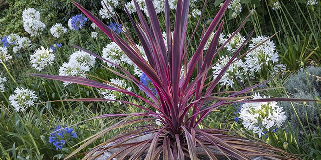Cordyline : une plante d'intérieur à l'élégance affirmée