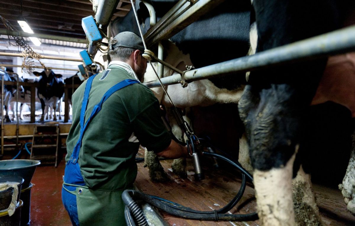 La Bretagne face aux ravages de la canicule : l'agriculture en danger
