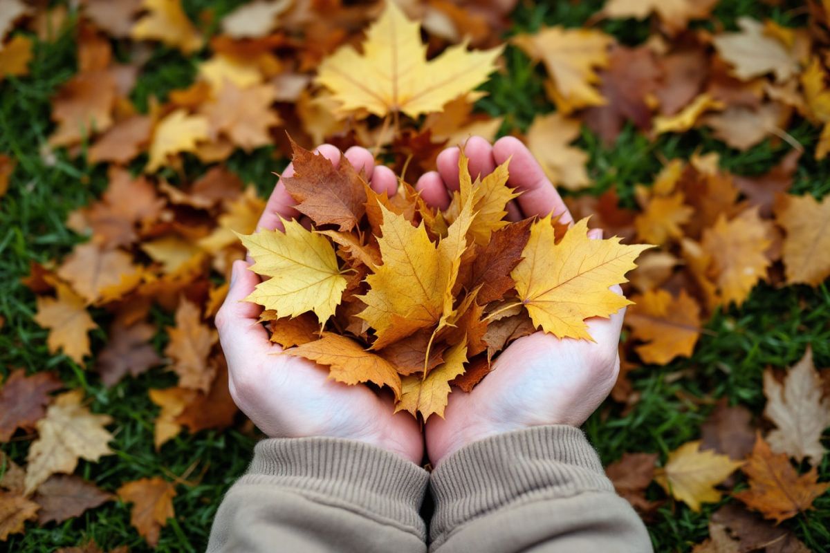 Ces feuilles à éviter pour un compost fructueux