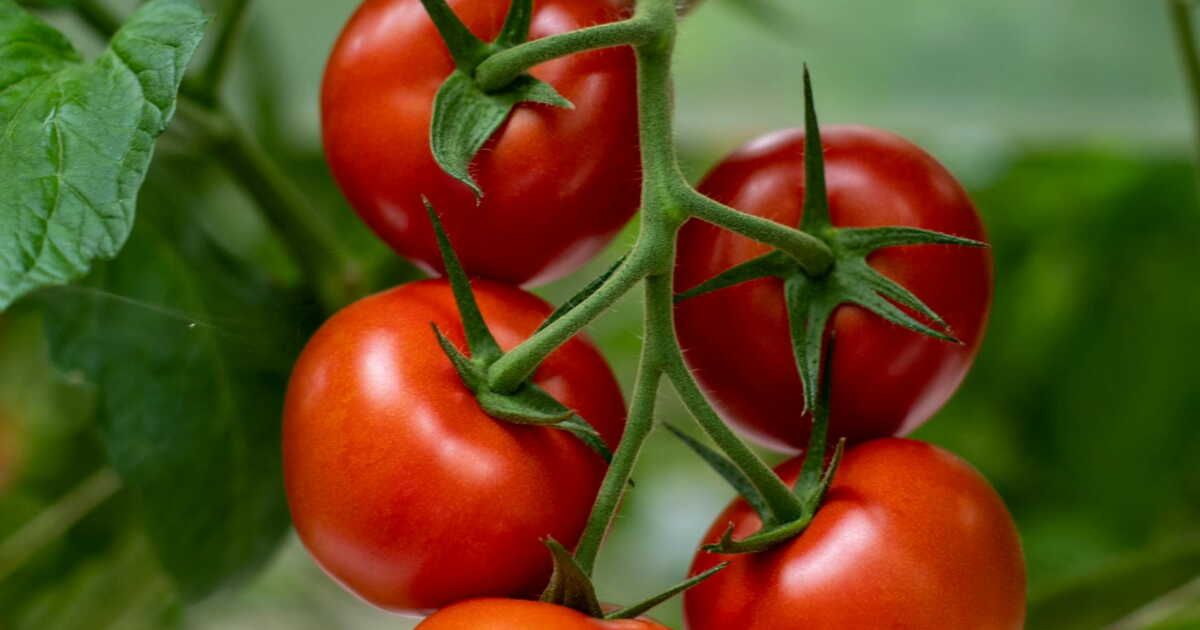 Cultivez des tomates sans pucerons : 4 fleurs à planter au jardin