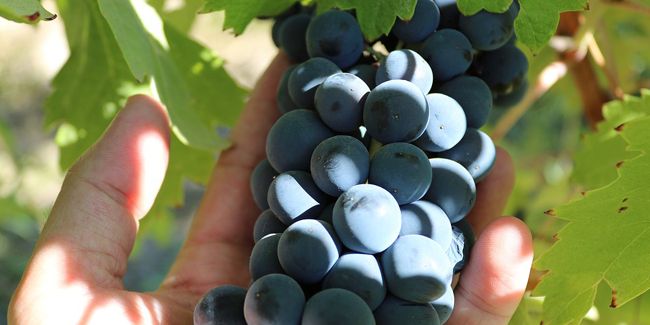 Cultiver sa propre vigne pour faire du vin bio : un rêve à portée de main
